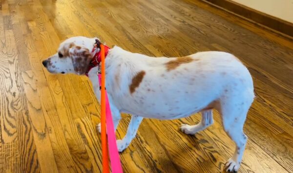 El cachorro tembloroso que encontró el amor a pesar de sus miedos-1