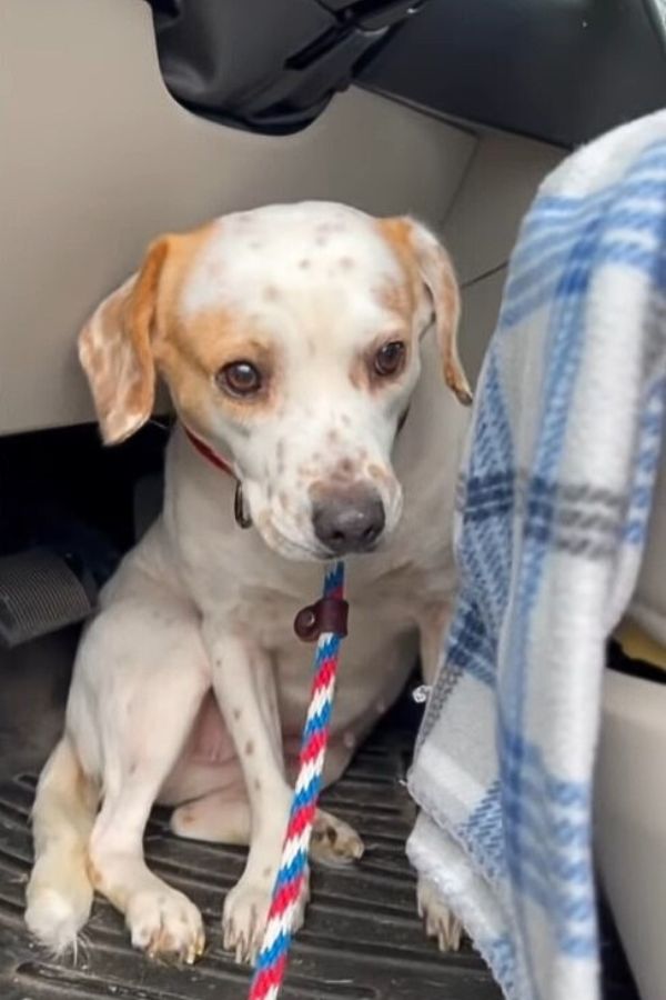 El cachorro tembloroso que encontró el amor a pesar de sus miedos-1