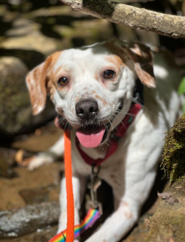 The Trembling Pup Who Found Love Despite Her Fears-1