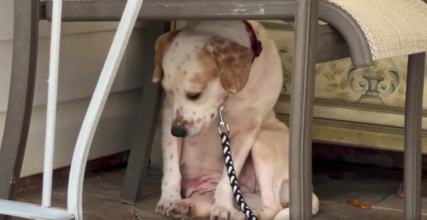 El cachorro tembloroso que encontró el amor a pesar de sus miedos-1