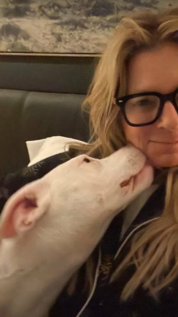 The Unbelievable Journey of a Stray Pittie to Finding Her Forever Home-1