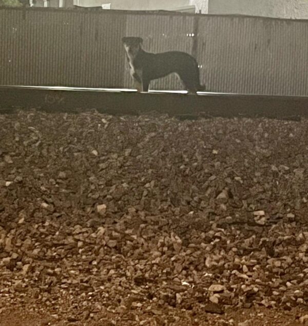 The Unwavering Hope of a Pup on the Tracks: Will Her Family Return?-1