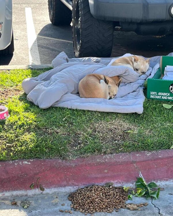 Tres perros abandonados se aferran a la esperanza en una noche de tormenta: una historia de vínculo inquebrantable-1