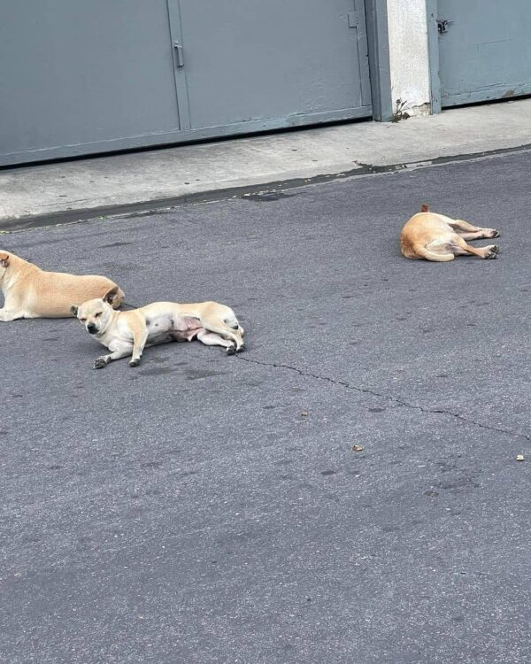 Tres perros abandonados se aferran a la esperanza en una noche de tormenta: una historia de vínculo inquebrantable-1