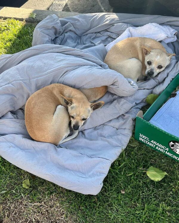 Tres perros abandonados se aferran a la esperanza en una noche de tormenta: una historia de vínculo inquebrantable-1