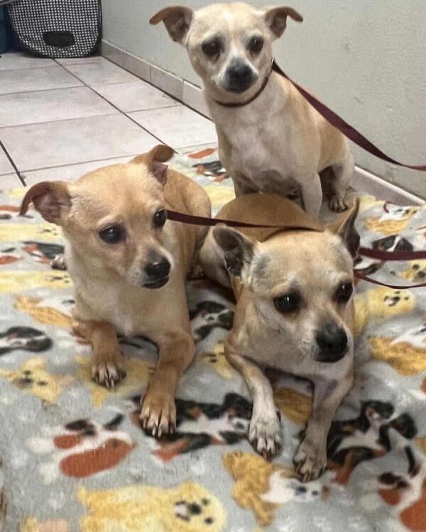 Three Abandoned Dogs Cling to Hope on a Stormy Night – A Tale of Unwavering Bond-1