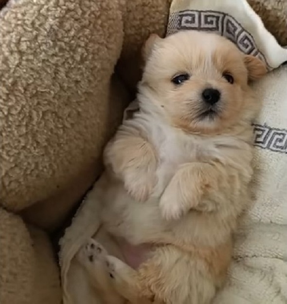 Tiny Puppy’s Struggle on the Sidewalk Leads to an Unbelievable Turn of Events-1