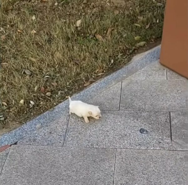 Tiny Puppy’s Struggle on the Sidewalk Leads to an Unbelievable Turn of Events-1