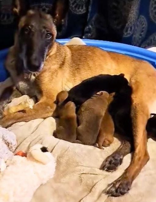 Trágica historia de la separación de una madre perro: ¿Se curará algún día? -1