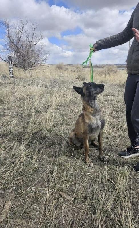 Trágica historia de la separación de una madre perro: ¿Se curará algún día? -1