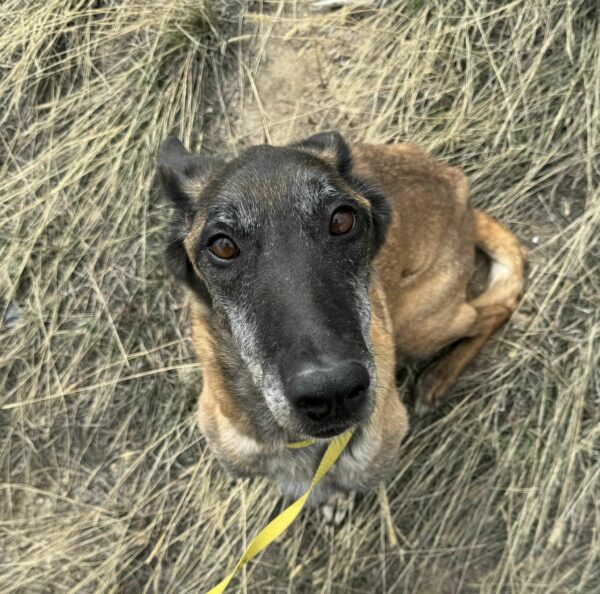 Trágica historia de la separación de una madre perro: ¿Se curará algún día? -1