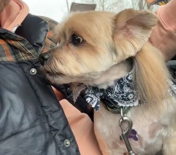 Unbelievable Transformation: Pup's New Haircut Leaves Owner Speechless-1