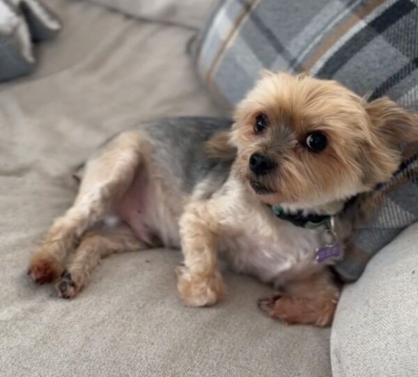 Unbelievable Transformation: Pup's New Haircut Leaves Owner Speechless-1