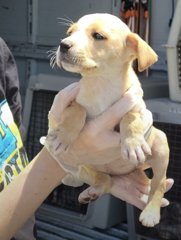 Descubriendo el dolor: 30 cachorros descubiertos abandonados en una caja-1