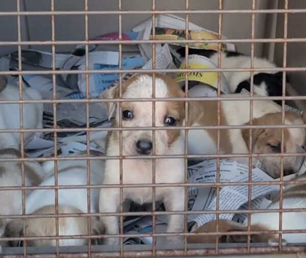 Descubriendo el dolor: 30 cachorros descubiertos abandonados en una caja-1