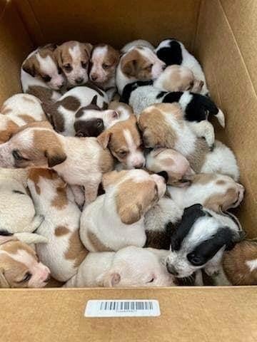 Uncovering the Heartache: 30 Puppies Discovered Abandoned in a Box-1