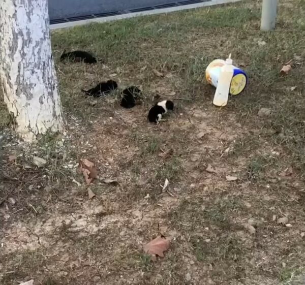 Viaje inolvidable: el rescate emocional de una mujer de cachorros abandonados en la carretera-1