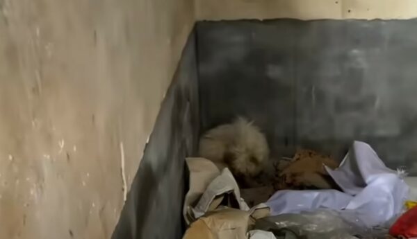 What This Man Found in the Abandoned House Will Tug at Your Heartstrings-1