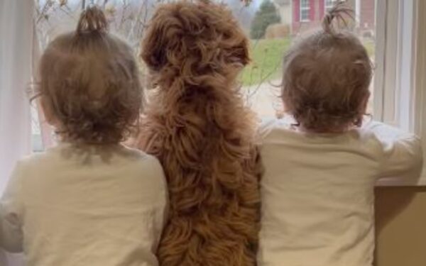 Witness Pure Joy as Twin Girls and Their Puppy Await Big Brother's Arrival with Glee-1