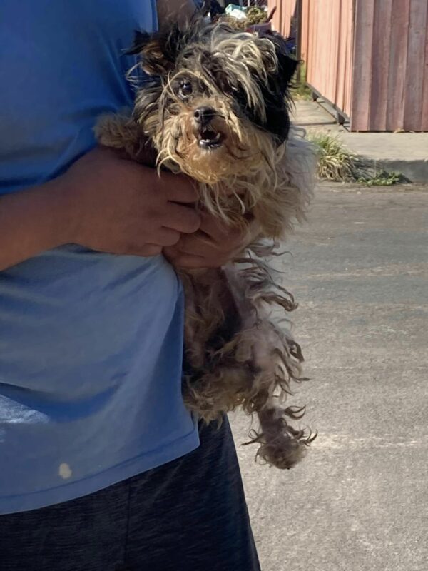 Sea testigo de la sorprendente transformación de un perro callejero abandonado-1