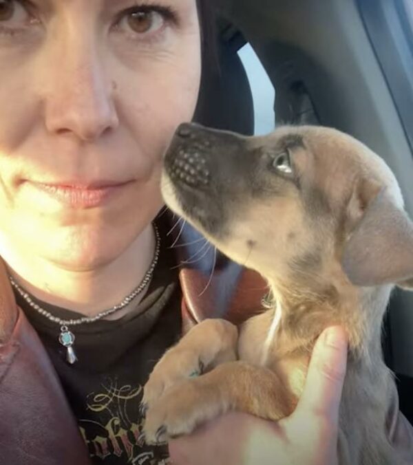 Woman's Brave Rescue Mission: A Heartfelt Saga of Three Puppies-1