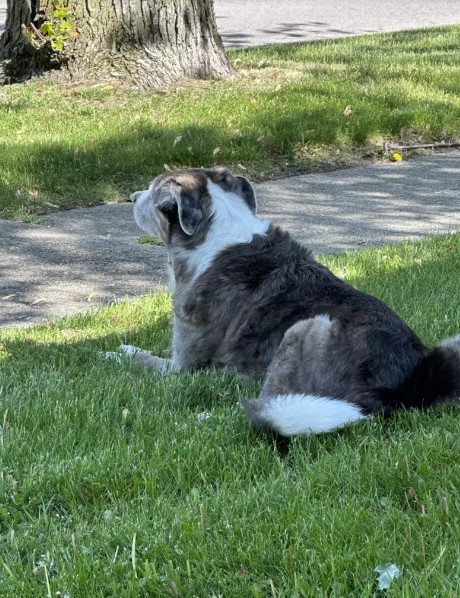 ¡Nunca creerás lo que resultó ser el ladrón de juguetes de este perro! -1