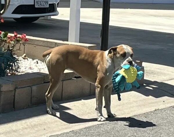 El gesto invisible de una comunidad transforma la vida de un perro callejero-1