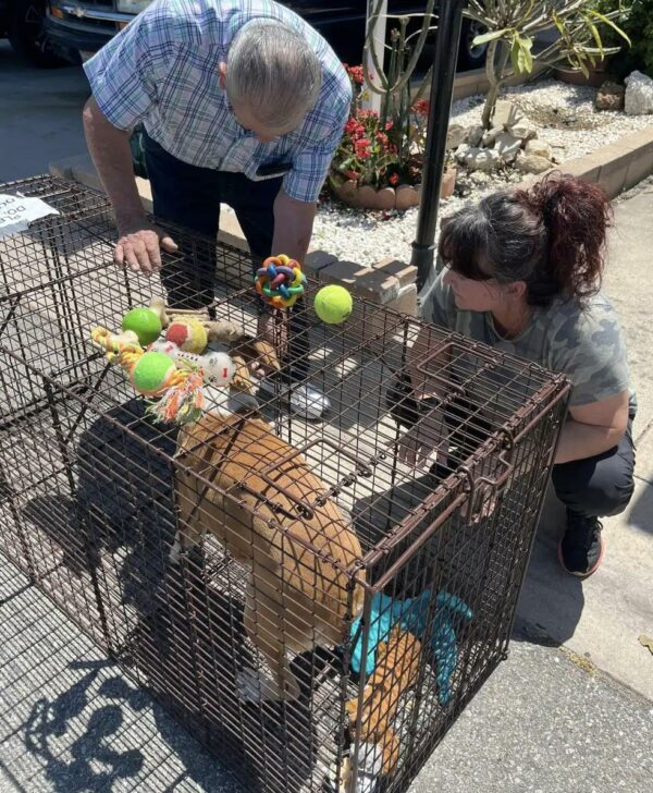 El gesto invisible de una comunidad transforma la vida de un perro callejero-1