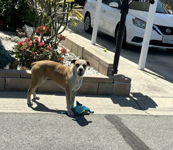 El gesto invisible de una comunidad transforma la vida de un perro callejero-1