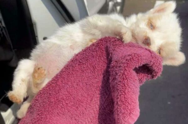 A Cry for Help: How a Woman's Compassion Transformed a Puppy’s Fate-1