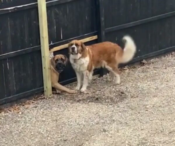 El acto decidido de un perro para reunirse con su mejor amigo te dejará sin palabras-1