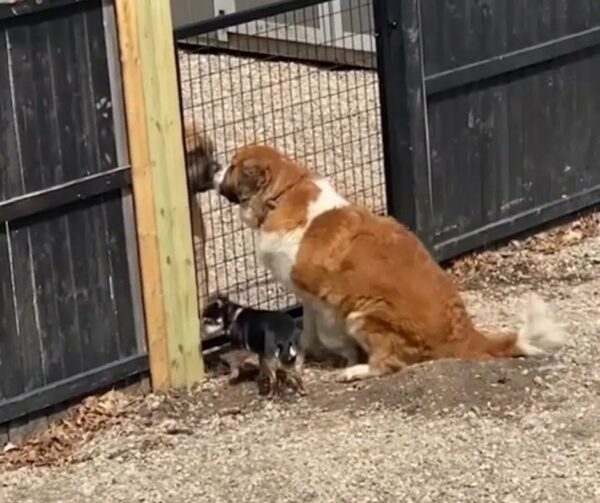 El acto decidido de un perro para reunirse con su mejor amigo te dejará sin palabras-1