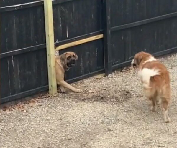 El acto decidido de un perro para reunirse con su mejor amigo te dejará sin palabras-1