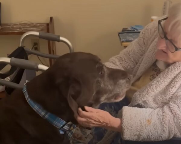 A Dog's Unbelievable Routine Will Melt Your Heart-1