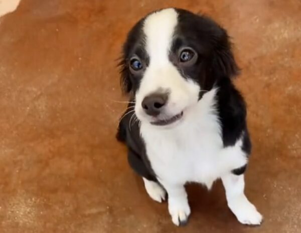 La determinación de un hombre de adoptar el perro de sus sueños derretirá tu corazón-1