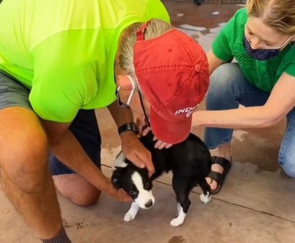 La determinación de un hombre de adoptar el perro de sus sueños derretirá tu corazón-1