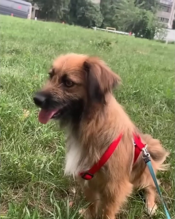 La súplica de una madre: la lucha por salvar a sus cachorros indefensos-1