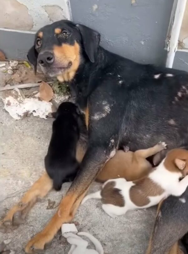 El amor inquebrantable de una madre: cómo un perro valiente salvó a sus cachorros-1