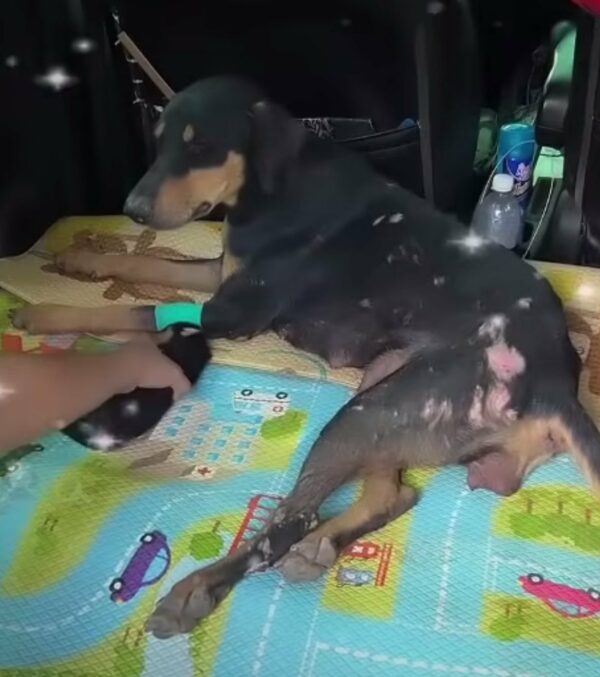 El amor inquebrantable de una madre: cómo un perro valiente salvó a sus cachorros-1