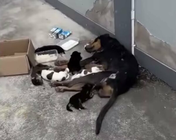 A Mother's Unyielding Love: How One Brave Dog Saved Her Puppies-1