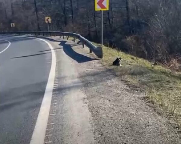 Un misterioso grito en la carretera condujo a un conmovedor rescate-1