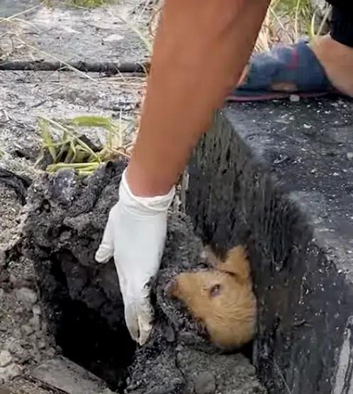 La lucha y el triunfo de un cachorro sobre una trampa pegajosa-1