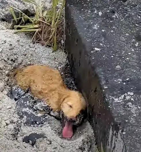 A Puppy’s Struggle and Triumph Over a Sticky Trap-1