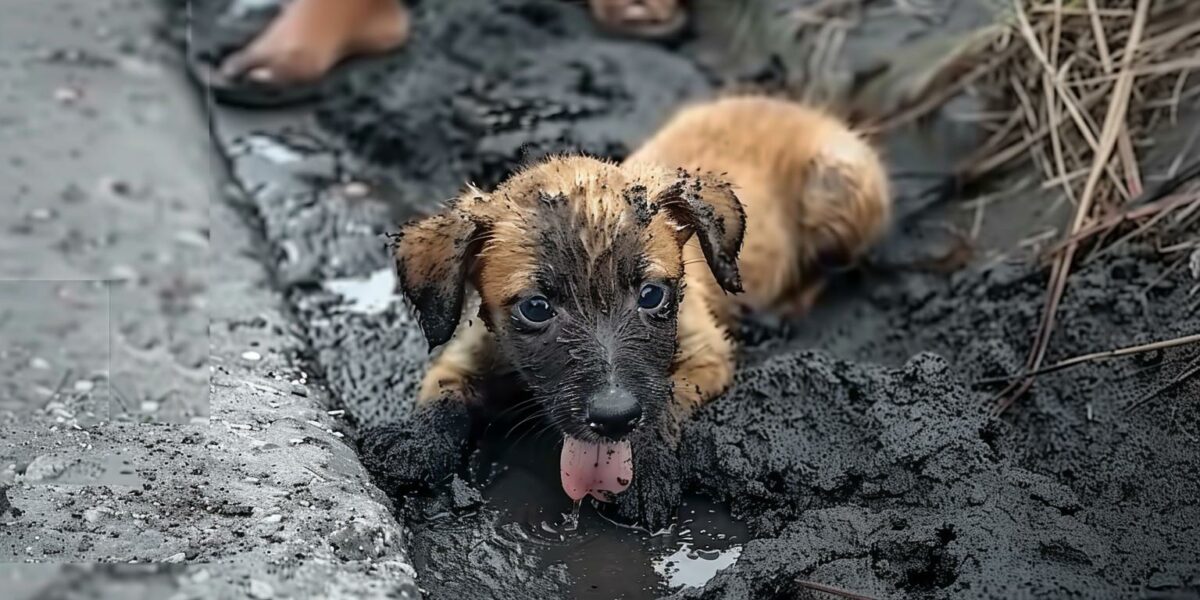 A Puppy’s Struggle and Triumph Over a Sticky Trap