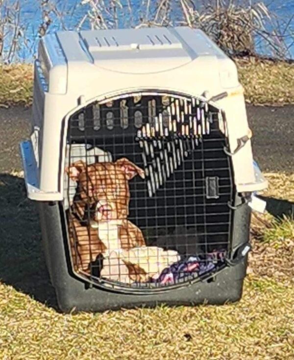 El inolvidable viaje de un cachorro desde la angustia hasta la esperanza-1