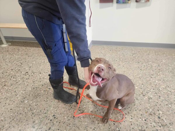 El inolvidable viaje de un cachorro desde la angustia hasta la esperanza-1