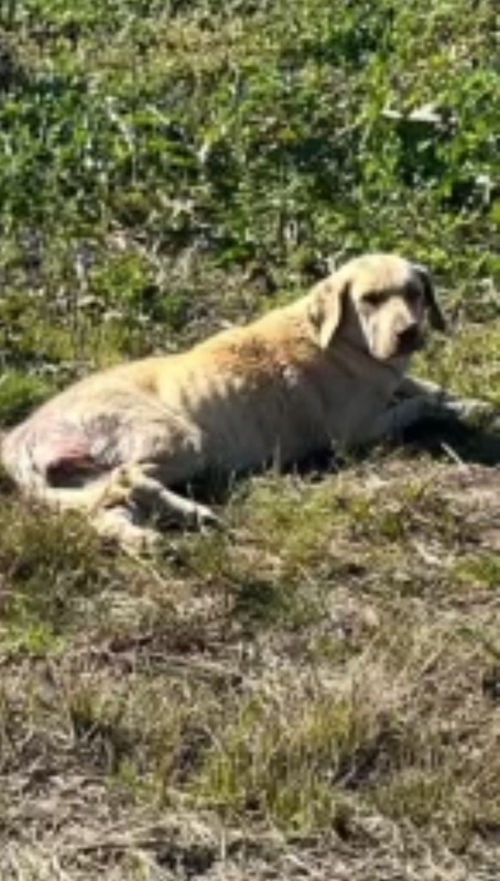 A Rescuer's Heartbreak: Discovering a Dog's Two-Day Ordeal in a Ditch-1