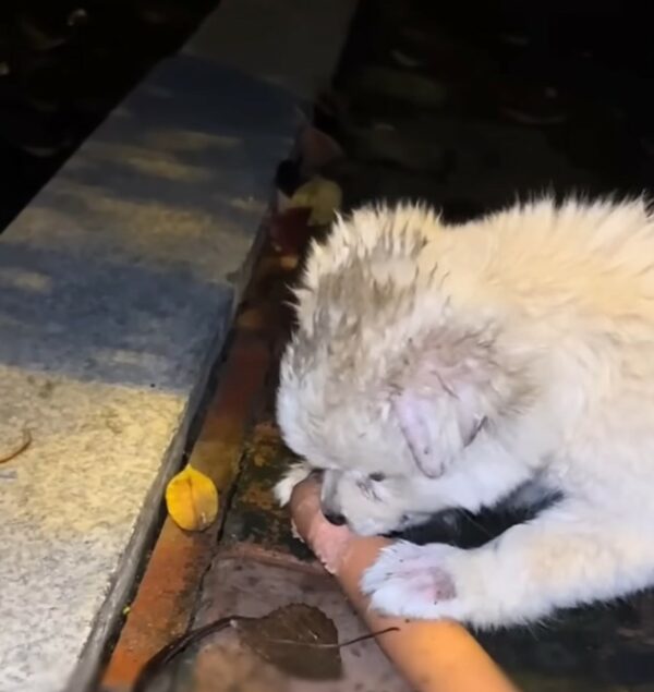 Un cachorro asustado encuentra esperanza debajo de un auto: una historia de bondad inesperada-1