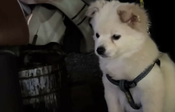 Un cachorro asustado encuentra esperanza debajo de un auto: una historia de bondad inesperada-1