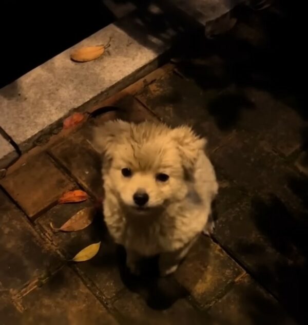 Un cachorro asustado encuentra esperanza debajo de un auto: una historia de bondad inesperada-1